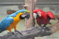 /album/fotogalerie-zoo-dvorec-u-borovan-park-exotickych-zvirat/dvorec-u-borovan-zoo3300-jpg/